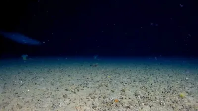 Rare Sleeper Shark Filmed in Antarctic Depths.