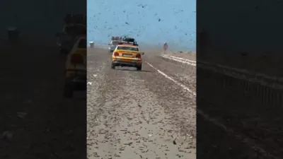 Sahara Highway Overrun by Swarming Locusts.