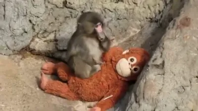 Viral Orphaned Monkey Named Punch Finds Comfort in Toy Plushy.