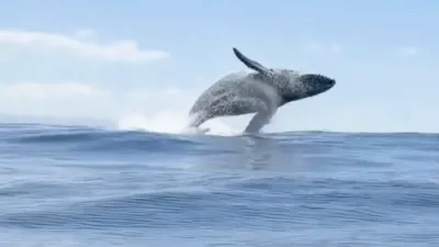 Viral Video Shows Three Whales Leaping Beside Maui Boat.