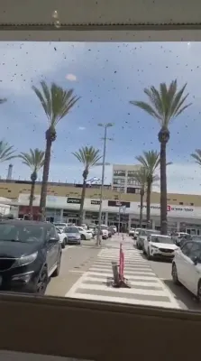 Massive Bee Swarm Spreads Across Parts of Israel.