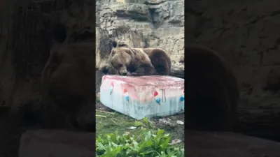 Summer Delight! Zoo Bears Go Wild for Red White and Blue Rocket Pop Packed with Salmon.
