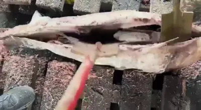 Frozen Tuna Drug Smuggle Foiled: 500kg of Cocaine Discovered in Russian Port Operation.