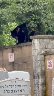 A bear was seen yesterday at the Vizhnitzer Bais Hachaim in Monsey