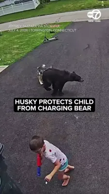 Brave Husky Stands Her Ground Against Bear to Shield Child in Jaw-Dropping Footage.
