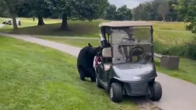 Hungry Black Bear Rummages Through Golf Cart and Makes Off with the Clubs.