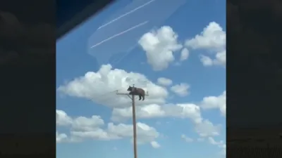 Not your average 911 Call 😂