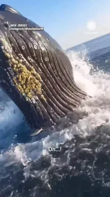 WHALE ENCOUNTER: Massive Whale Bursts Through School Of Fish, Strikes Boat Off New Jersey.