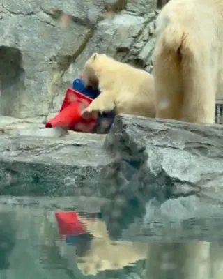 CUTE MOMENT: Adorable Baby Polar Bear Momota Goes Viral Stacking Cones at Japan Aquarium.