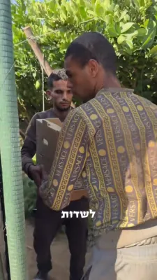 An Interesting Video by Dudi Kapler Cutting Esrogim in Morocco, and the Preparation and Sorting Process.