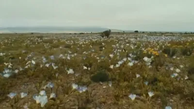 NATURE'S SURPRISE: Chile's Barren Desert Erupts into Colorful Wildflowers