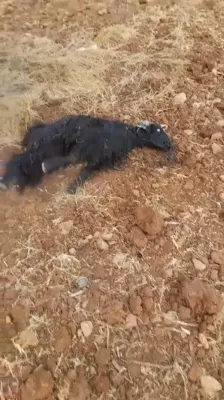 More Than 20 Livestock Poisoning Incidents Reported Against Jewish Farms in Yehuda and Shomron
