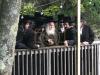 Main image for כ"ק אדמו"ר מבאבוב שליט"א אין קאנטרי 