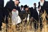 אדמורי"ם ורבנים ביי קצירת חיטים לקראת יו"ט פסח תשפ"א אין די בעקעריי פון טיב המצות 