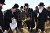 אדמורי"ם ורבנים ביי קצירת חיטים לקראת יו"ט פסח תשפ"א אין די בעקעריי פון טיב המצות 