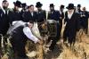 אדמורי"ם ורבנים ביי קצירת חיטים לקראת יו"ט פסח תשפ"א אין די בעקעריי פון טיב המצות 