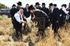 אדמורי"ם ורבנים ביי קצירת חיטים לקראת יו"ט פסח תשפ"א אין די בעקעריי פון טיב המצות 