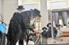 ערב און מוצאי יום הקדוש ביי כ"ק אדמו"ר מצאנז שליט"א - משה גאלדשטיין 