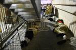 פולע גאלערי: פורים בחצר הקודש תולדות אהרן 