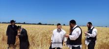 די ערשטע ווייץ שניט דורך דיינים מומחים פארן מצה בעקעריי ד'קהל יטב לב סאטמאר וומ"ס בשליחות כ"ק אדמו"ר סאטמאר שליט"א אין ביפארגרייטונג צים קומענדיגע חג הפסח שנת תשפ"ה הבעלל"ט