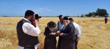 די ערשטע ווייץ שניט דורך דיינים מומחים פארן מצה בעקעריי ד'קהל יטב לב סאטמאר וומ"ס בשליחות כ"ק אדמו"ר סאטמאר שליט"א אין ביפארגרייטונג צים קומענדיגע חג הפסח שנת תשפ"ה הבעלל"ט