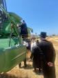 די ערשטע ווייץ שניט דורך דיינים מומחים פארן מצה בעקעריי ד'קהל יטב לב סאטמאר וומ"ס בשליחות כ"ק אדמו"ר סאטמאר שליט"א אין ביפארגרייטונג צים קומענדיגע חג הפסח שנת תשפ"ה הבעלל"ט
