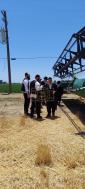 די ערשטע ווייץ שניט דורך דיינים מומחים פארן מצה בעקעריי ד'קהל יטב לב סאטמאר וומ"ס בשליחות כ"ק אדמו"ר סאטמאר שליט"א אין ביפארגרייטונג צים קומענדיגע חג הפסח שנת תשפ"ה הבעלל"ט