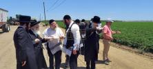 די ערשטע ווייץ שניט דורך דיינים מומחים פארן מצה בעקעריי ד'קהל יטב לב סאטמאר וומ"ס בשליחות כ"ק אדמו"ר סאטמאר שליט"א אין ביפארגרייטונג צים קומענדיגע חג הפסח שנת תשפ"ה הבעלל"ט