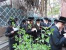 כ"ק אדמו"ר מקאשוי שליט"א ביי ברכות אילנות ביים הויף פון הרבני הרה"ח ר' נתן ארי' ווייס שליט"א‎‎