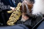 פולע בילדער און ווידיאוס פון די הכנסת ספר תורה אין בעלזא ערב יו"ט