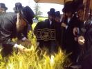 כ"ק אדמו"ר מסערדאהעלי שליט"א און כ"ק אדמו"ר מוויען שליט"א ביים שניידן ווייץ לקראת יום טוב פסח תשפ"ו הבעל"ט 