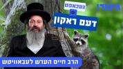 Main image for געכאפט דעם ראקון