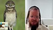 די וואונדערליכע נאכט פייגל-גרובערס פון קאַסאַ גראַנדע.