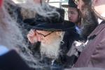 כ"ק מרן אדמו"ר מסערדאהעלי שליט"א איז מתפלל ביים הר הצופים מול מקום המקדש 