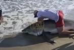 אומגלויבליך: א פיש כאפער האט באוויזן צו כאפן א ריזיגן 300-פונטיגן "גרעיט ווייט" שארק מיט די בלויזע הענט.