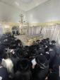 האחים האדמורי"ם מקרעטשניף סיגעט שליט"א אין בישטינא און נדבורנא