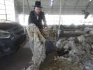 מעמד קריאת השם פון קהילת וויזניץ אין עמנואל - מעמד ראשית הגז 