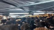 א' סליחות כ"ק אדמו"ר מקהל חסידי ירושלים שליט"א