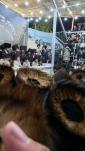 ווידעא גאלעריע: יום טוב סוכות ביי הרה"ק רבי יעקב מאיר שעכטער שליט"א