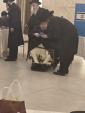 כ"ק אדמו"ר מבעלזא שליט"א ביים אפגעבן זיין שטומע אין די נעכטיג וואלן 