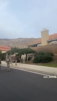 אייזלען וועלכע וואוינען אין די לאס אנדזשעלעס בערג ווערן געזען ארומוואנדערן אין די לאקאלע גאסן נאכן ווערן ארויסגעראטעוועט פון צווישן די פייערן