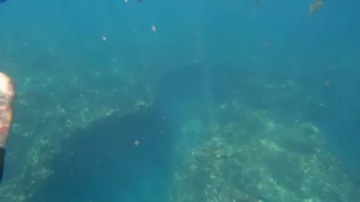 ווי א טייגער טאנצט אריין ביי א פיש כאפער נעץ אין אוסטראליע 