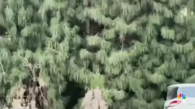 די ערשטע פאל ווי א בער האט אטאקירט א מענטש אין פלארידע 