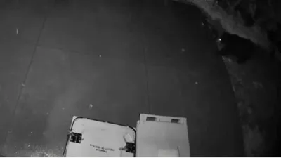 א מאמע בער און איר קינד כאפן זיך ארויף אויף די מיסט...