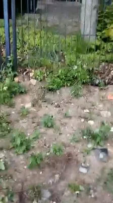 הרה"ג רבי יוסף חיים גרינוואלד שליט"א מיט א גרופע אידן זענען מתפלל על ציון קדשו פון הרה"ק רבי בונם פון פרשיסחא זי"ע