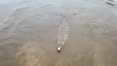 סייענטיסטן פרובירן צו ראטעווען די לעבן פון א שלאנג...