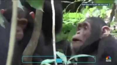שימפאניעס העלפן זיך איינער דעם צווייטן