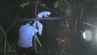 געכאפט דעם קאץ וואס האט פרובירט צו שמוגלען דראגס ארויס פון תפיסה