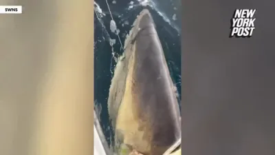גרעסטע ווייסע שארק פיש איז געזען געווארן אין אמעריקא 