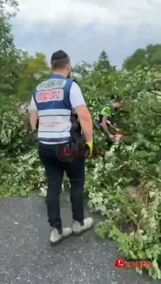 שומרים העלפן ארויס אפשניידן א בוים וואס איז או אומגעפאלן ביי א שטורעם